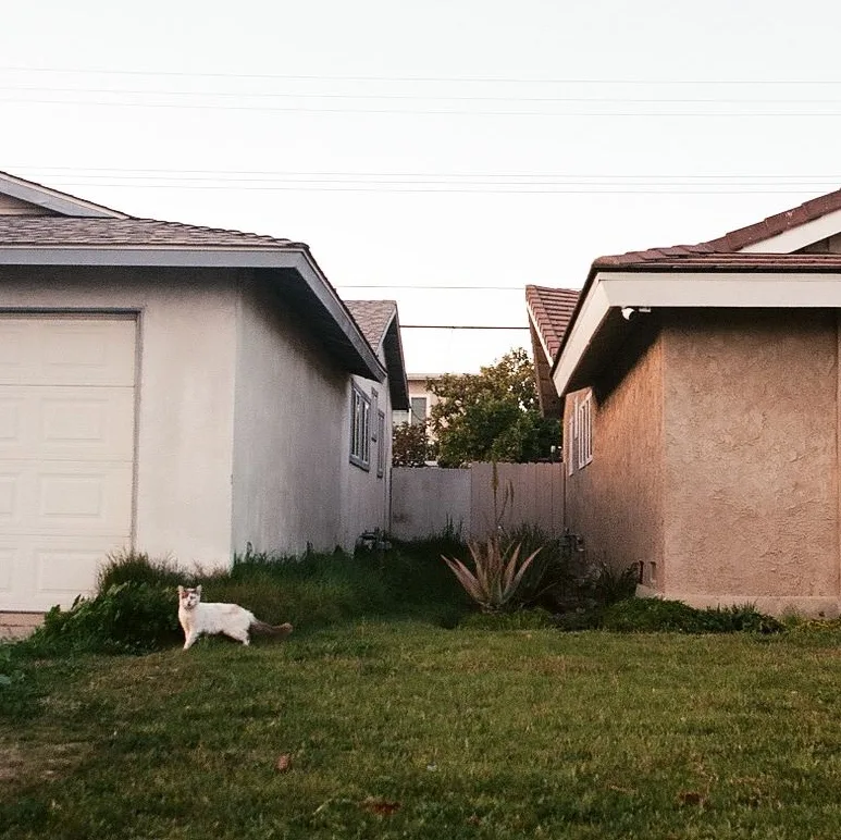 White cat sitting on a lawn between two suburban houses at dusk