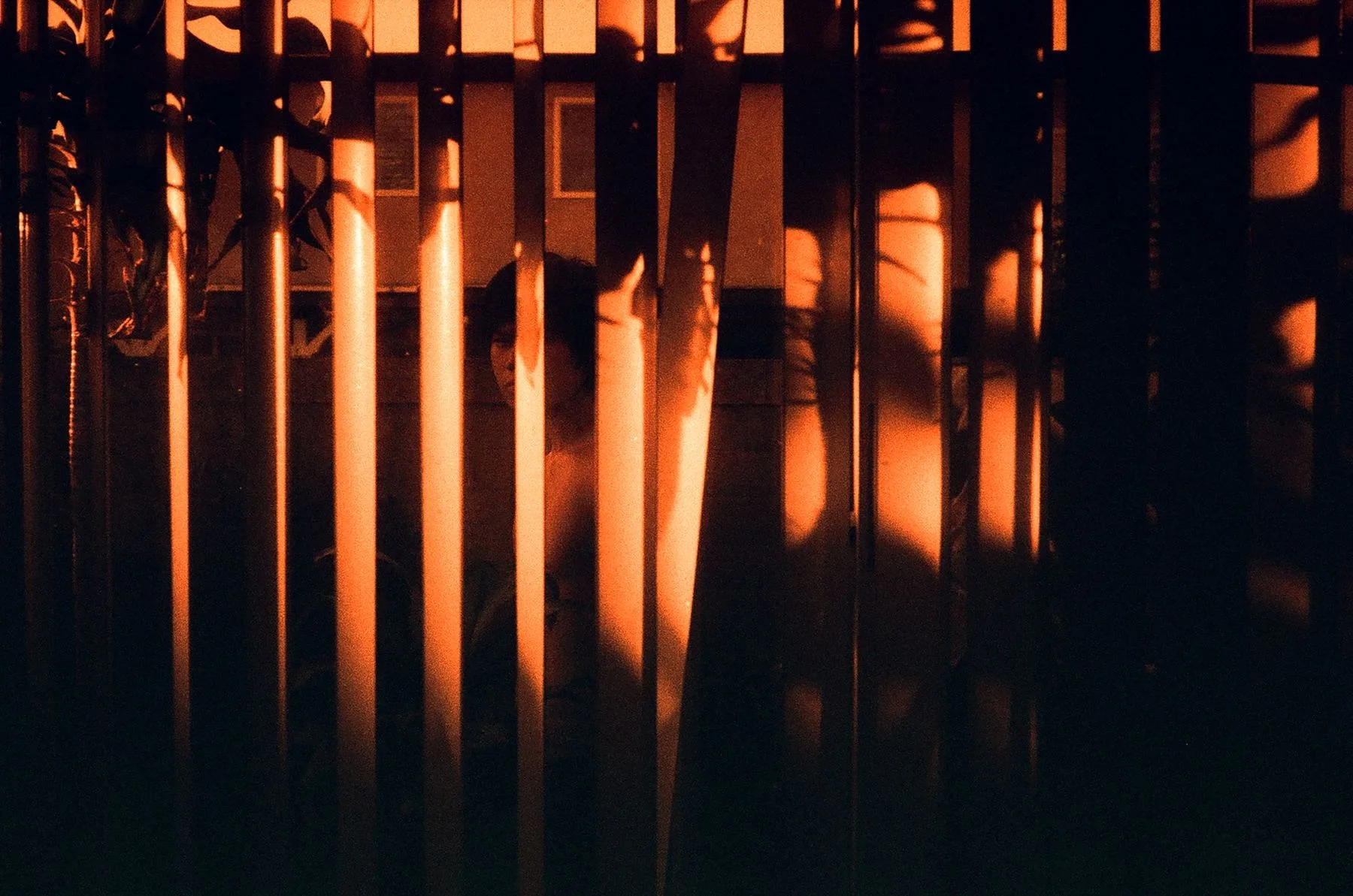 Sunset light and plant shadows striping a backyard fence